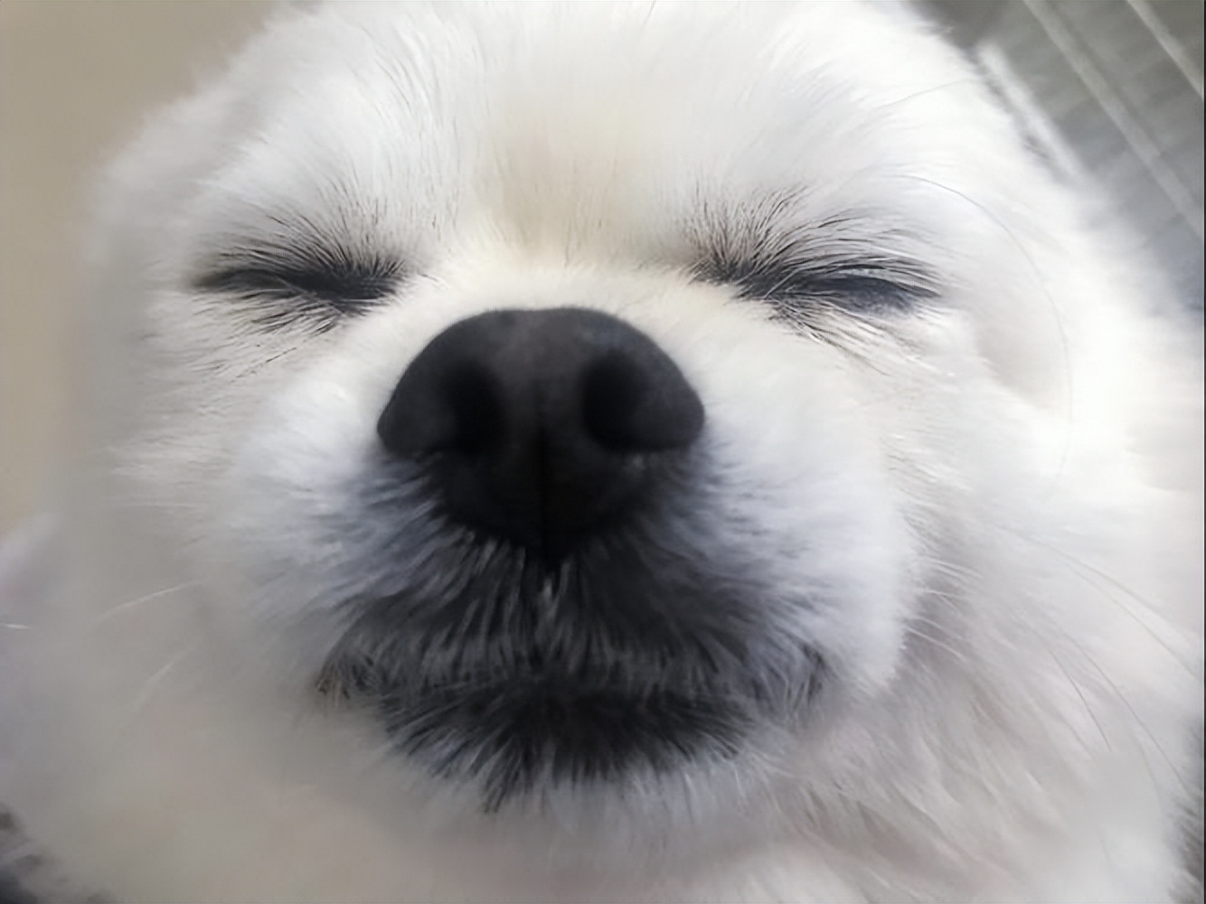 狗狗身上有四处“摸不得”，当心心理问题找上门