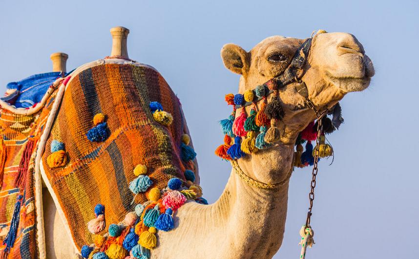 养骨先补什么最好,进入冬日一份养骨秘籍请收好