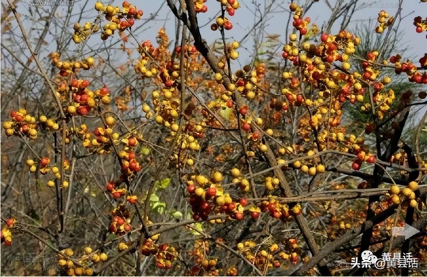 南蛇藤是山里最美的藤本植物