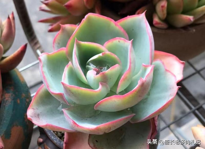 多肉达芬奇密码群生老桩,多肉达芬奇密码好养吗