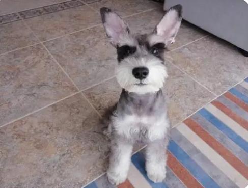 雪纳瑞咬人如何正确的纠正,雪纳瑞看着想咬人怎么办