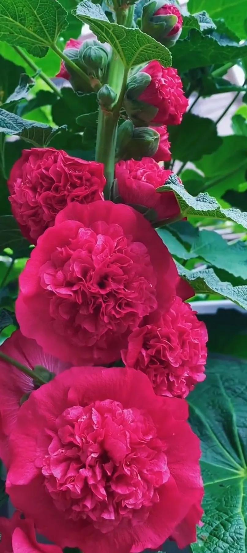 蜀葵花唯美大图片,世上最美的蜀葵花图片图文