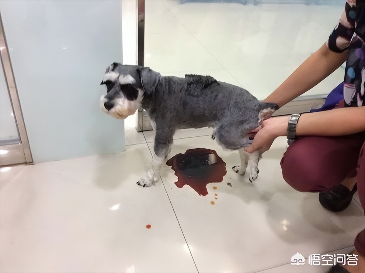 宠物贫血不吃不喝怎么办,宠物怎么检测贫血呢图片