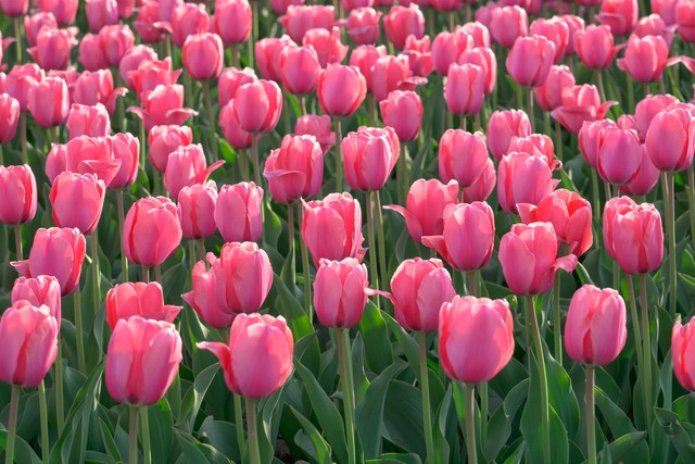 寄鞋方法,寄鞋怎么寄