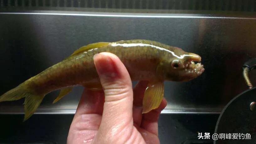神秘“怪鱼”东方墨头鱼重新现身，曾被怀疑已经绝迹，网友：喜事
