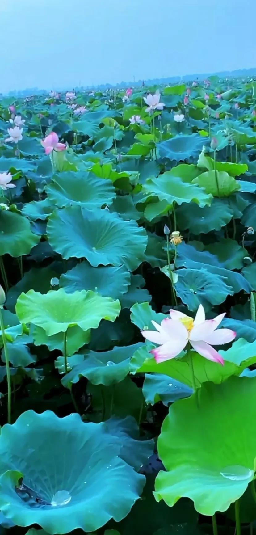夏日美丽的荷花图片,荷花图片配上字映日荷花别样红