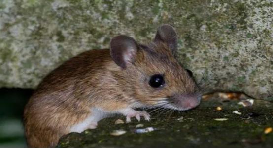 老鼠危害到底有多大,老鼠的危害以及捕鼠方法