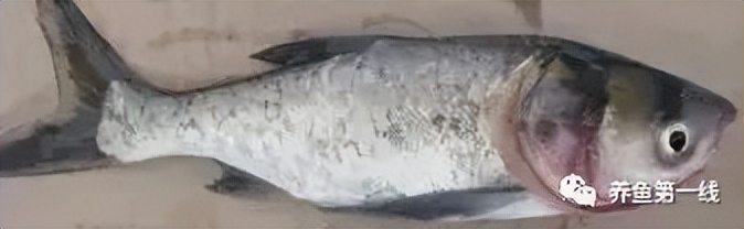 细菌性败血症鱼怎么治,淡水鱼败血症治疗