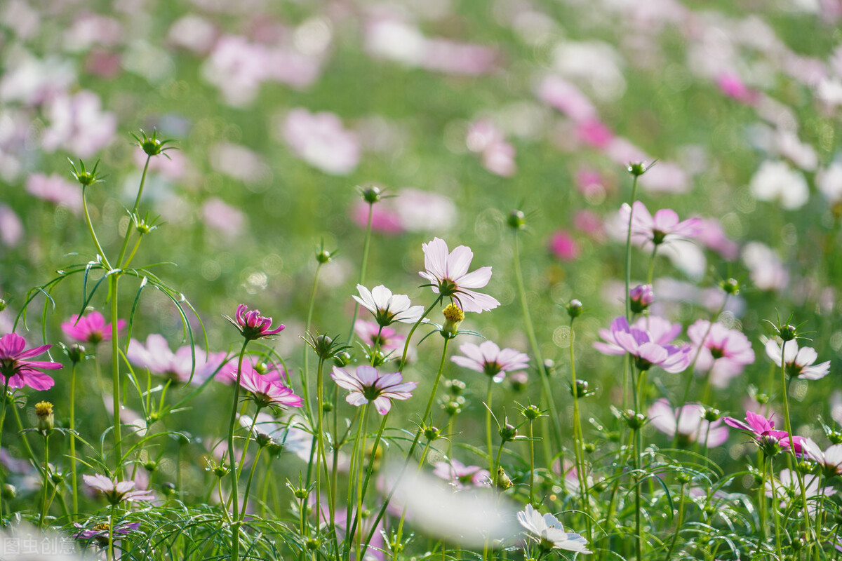 《西厢记》昆曲听琴,西厢记中听琴