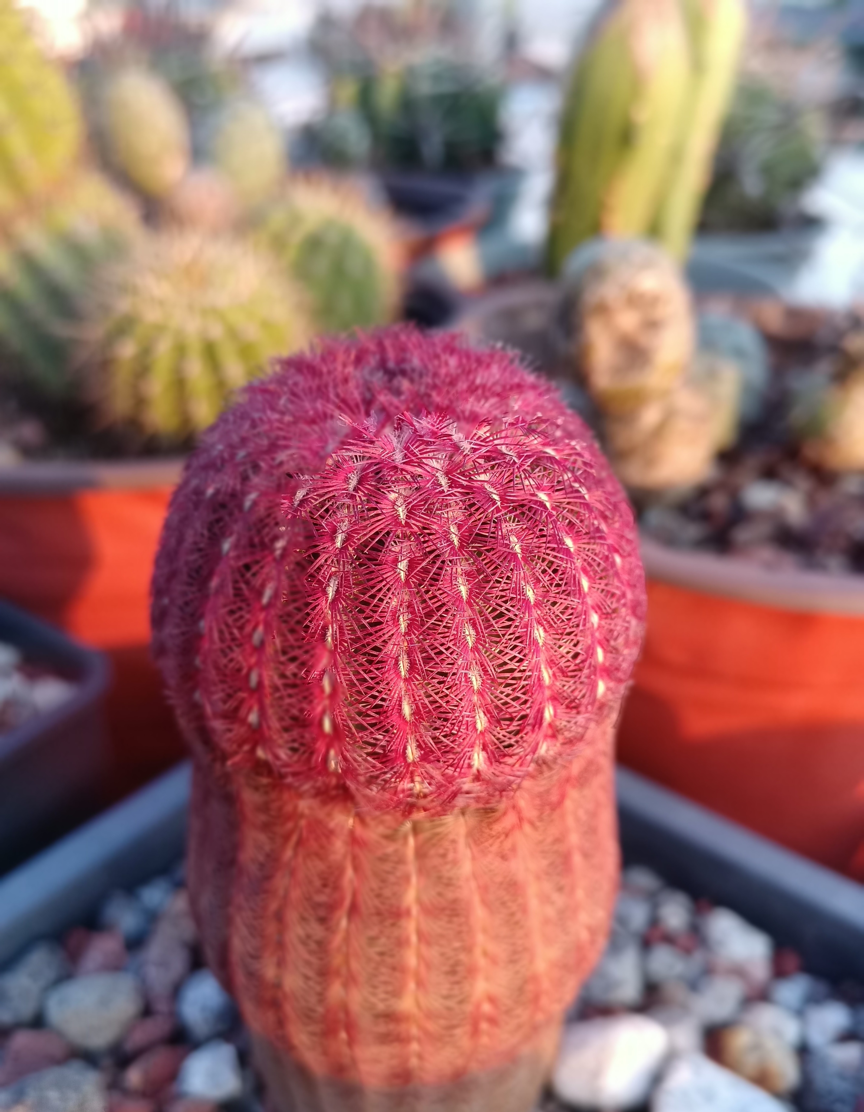 仙人球红太阳最大冠幅,十大爱开花的仙人球品种