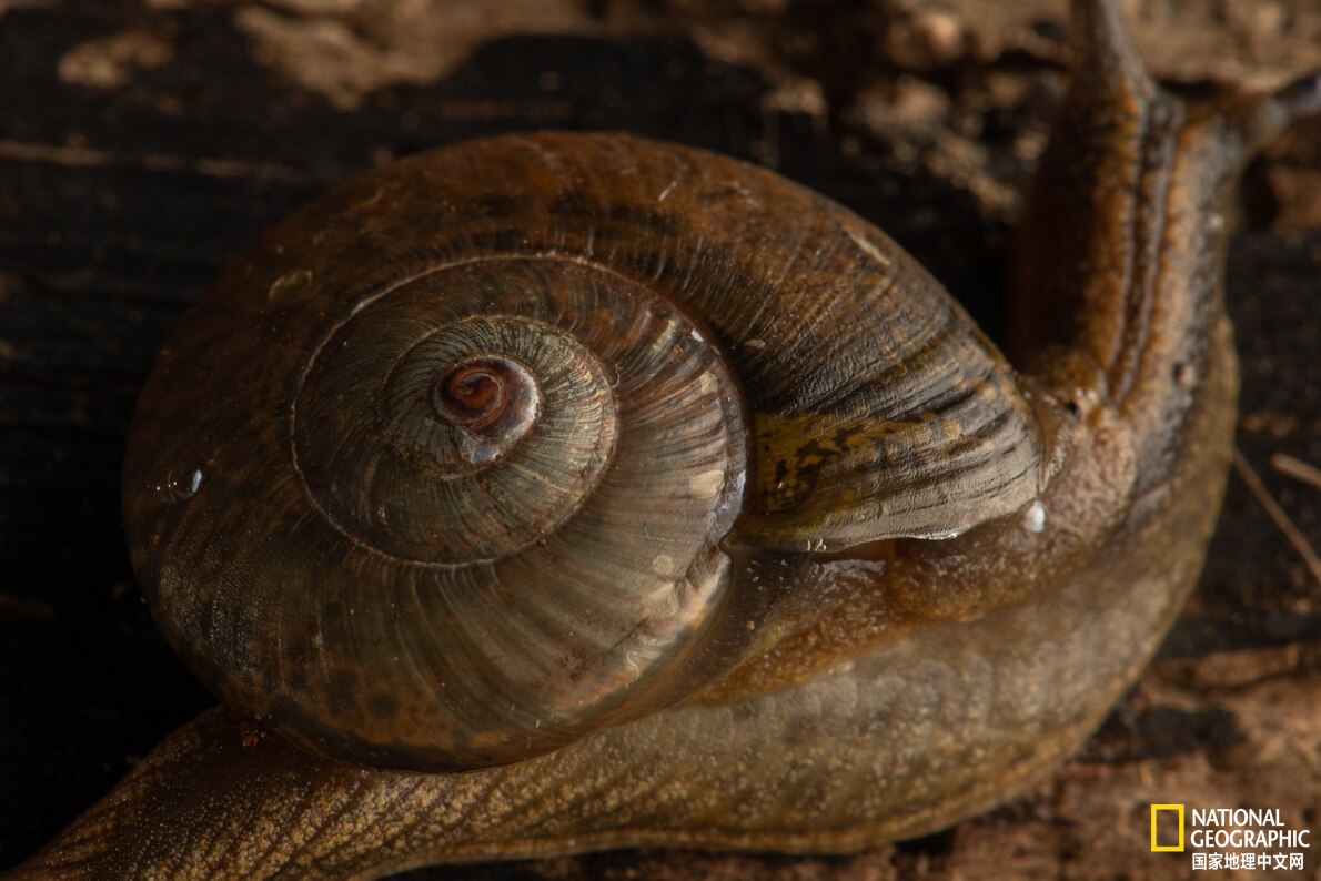 鐏紶澶ф垬榧犲矝,鐏紶澶ф垬鏆楀尯