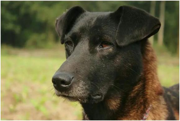 大型狼群围攻黑熊的真实视频,大凉山撵山狗抓野猪