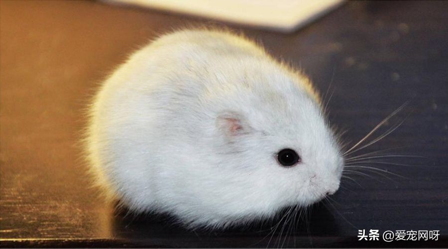 仓鼠布丁是什么品种,仓鼠品种大全及图片真实