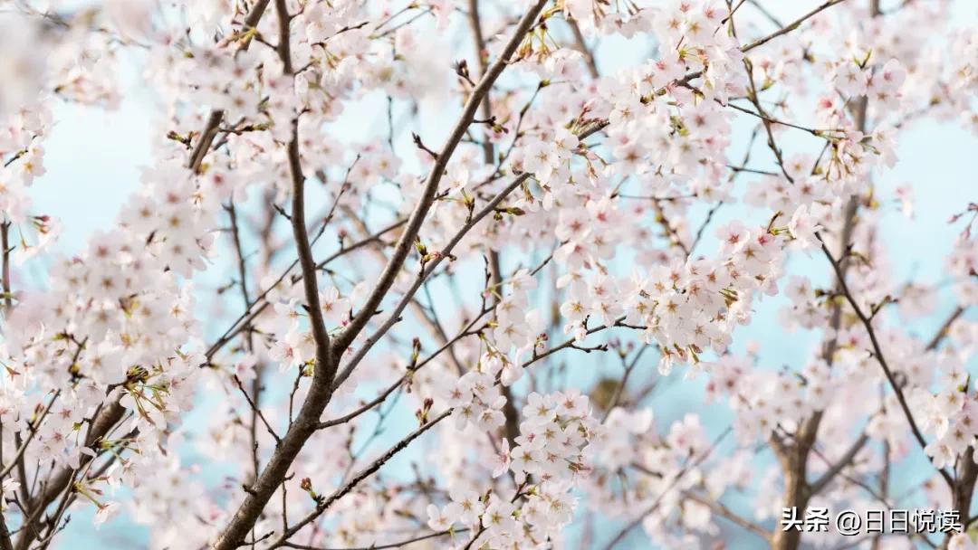 湖北荆州：石首“繁花”上大分↑即将刷爆朋友圈！