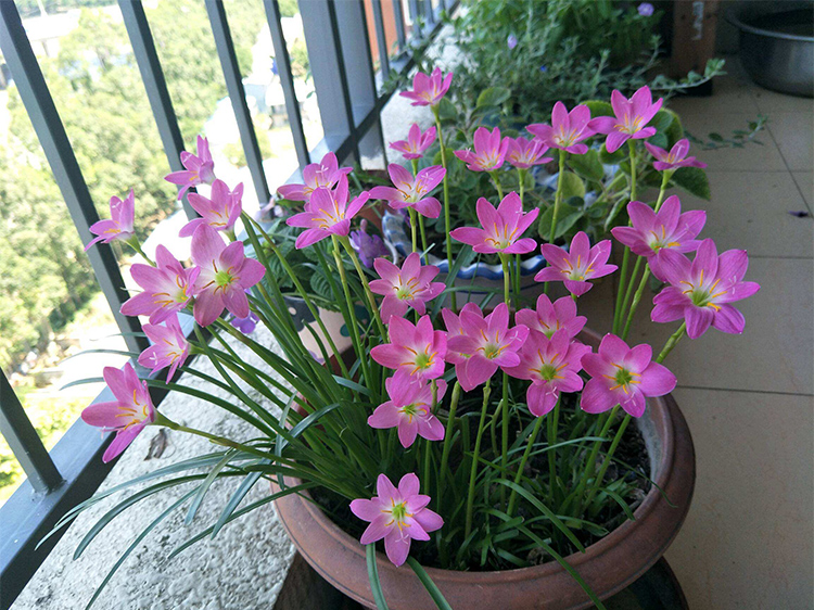 夏天养3种花，必须“心狠手辣”！风吹日晒多淋雨，呼呼开爆花！