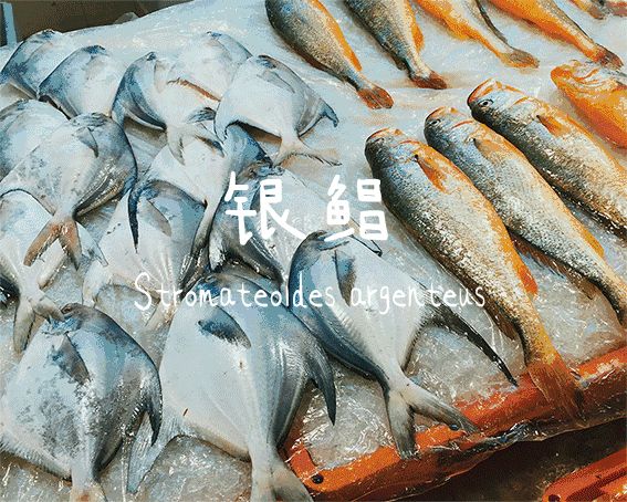 比东极岛更值得去的地方,东极岛和渔山岛哪个鱼多