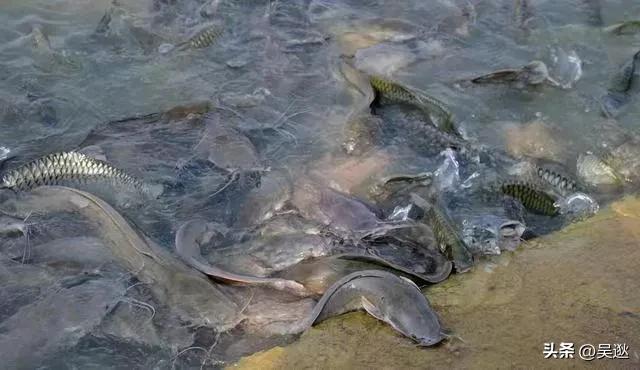 放生是否为了求功德,放生塘鲺的功德