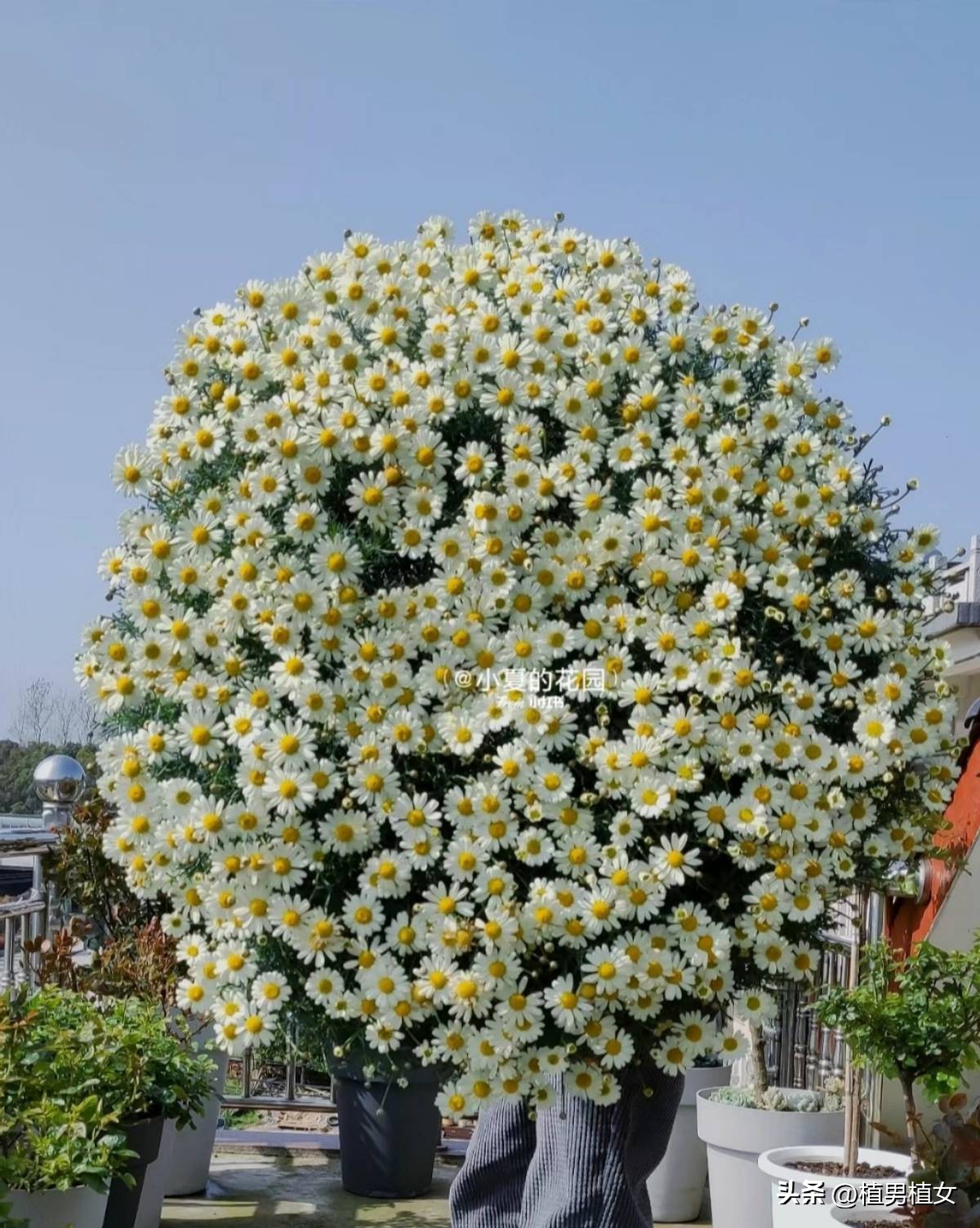 适合在家养的常开花的植物,最好养的开花植物开花不断