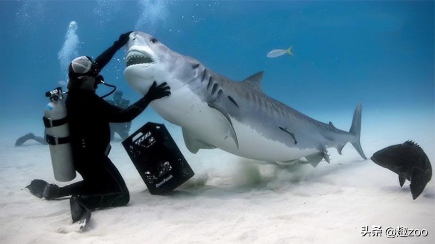 史前动物攻击力排行榜,动物攻击力排行