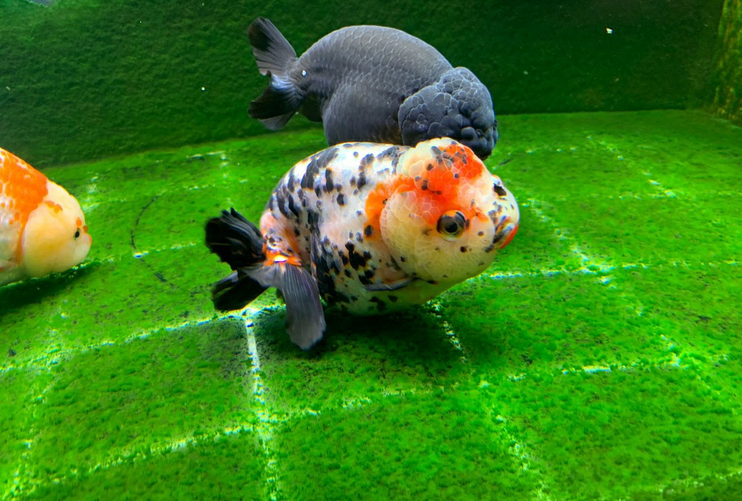 金鱼好养吗养金鱼的注意事项,金鱼怎么养才能养好不生病