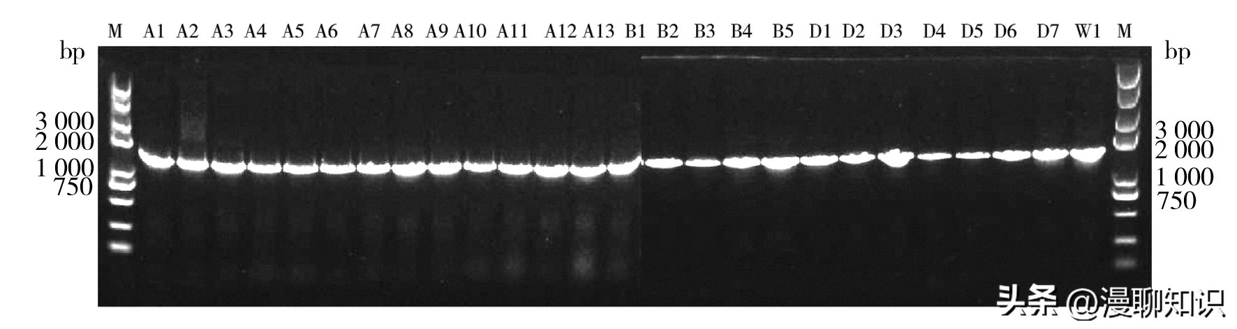 几丁质在水产的作用与功效,几丁质酶的本质
