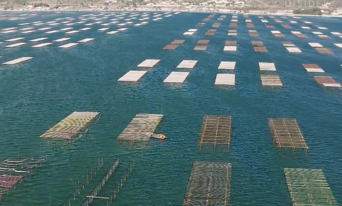 中国吃生蚝去哪里便宜,为什么有些生蚝撬壳卖那么便宜