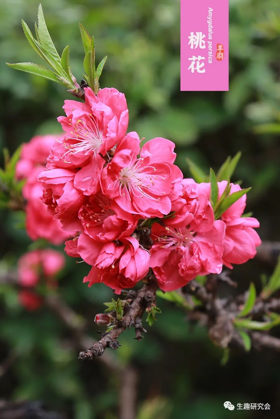 九种春花辨别,常见春花极简识别法