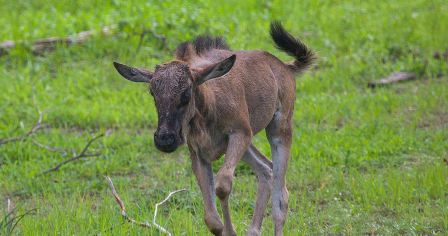 非洲草原上的“粮库”角马，社交与繁殖方式，都十分奇特