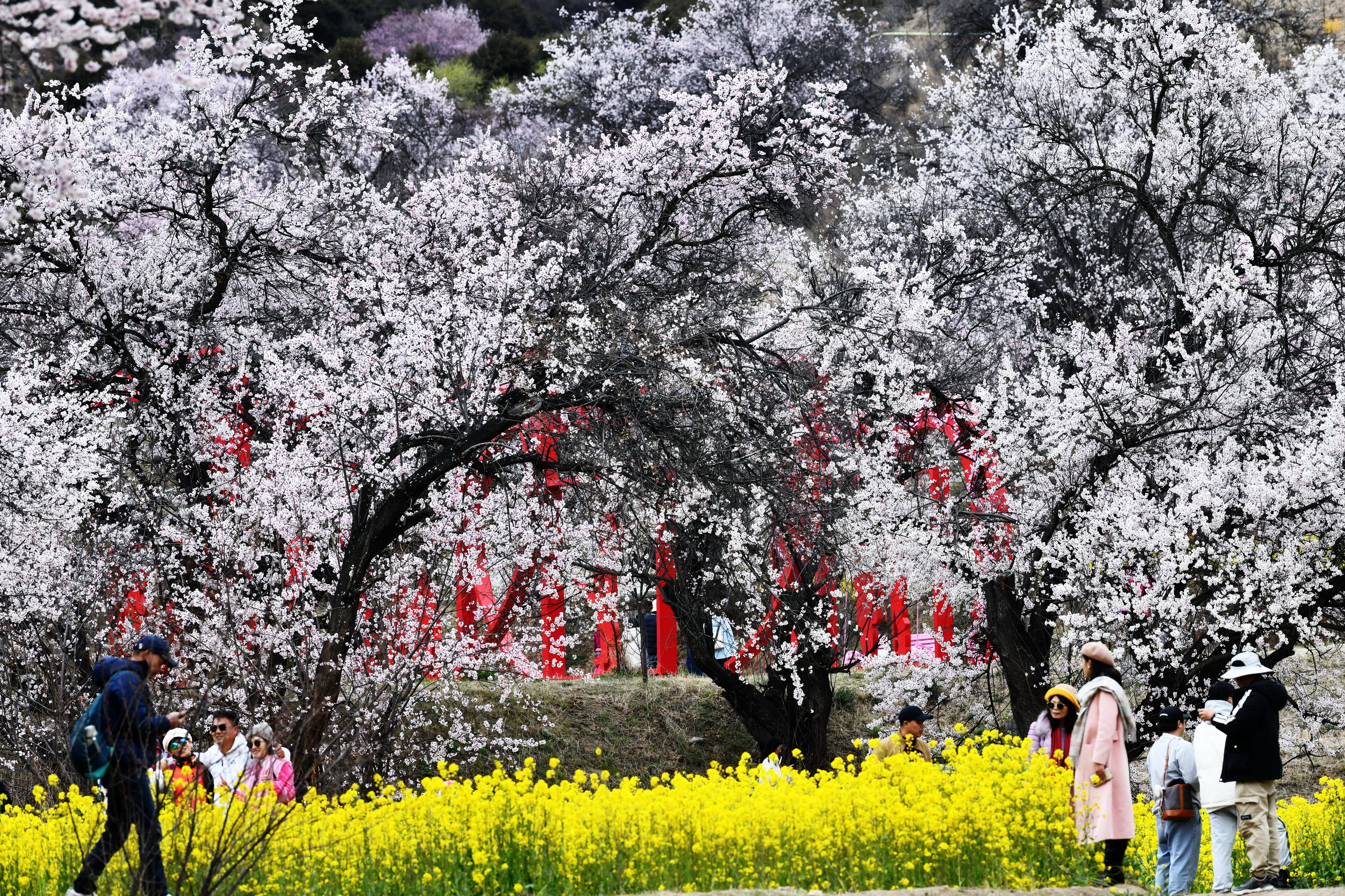 雪域林芝桃花图片 (在雪域江南西藏林芝邂逅漫山桃花)