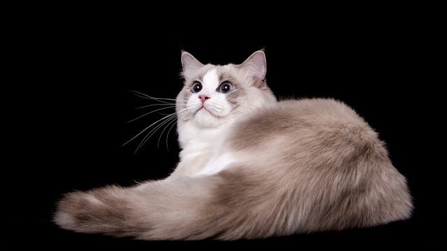 孕期注意事项视频教程,孕期注意事项全书