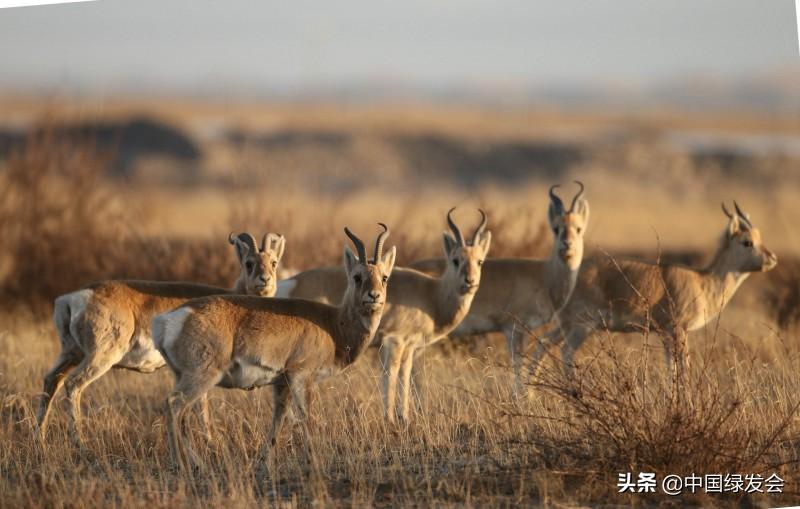 赵久莲：青海湖畔的中华对角羚