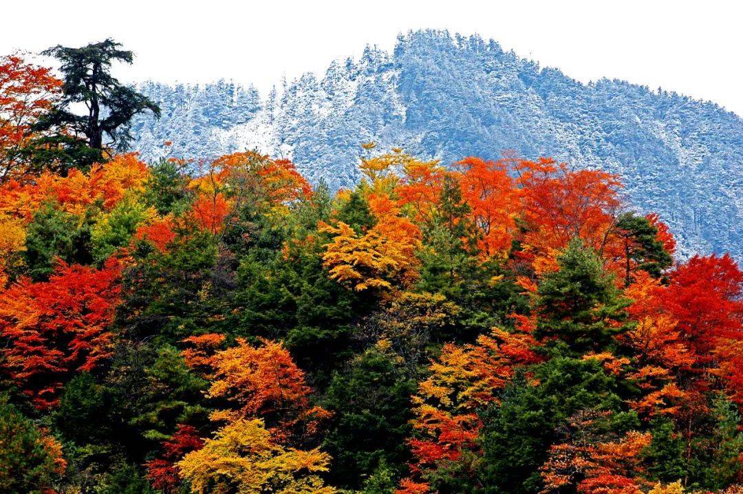 【散文】妩媚青川‖张泽