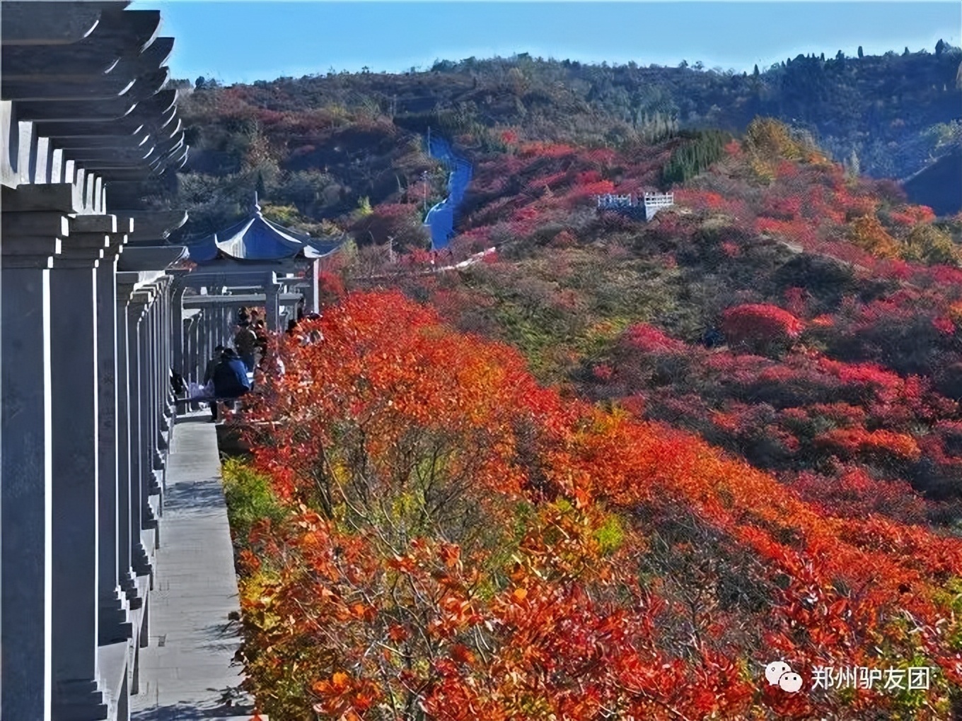 郑州最近赏红叶最佳的地方,靳家岭红叶和长寿山红叶哪个好看