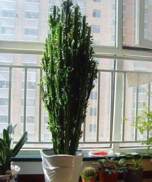 越养越吉利的三种花有哪些,玫瑰花老桩用大盆还是小盆栽培