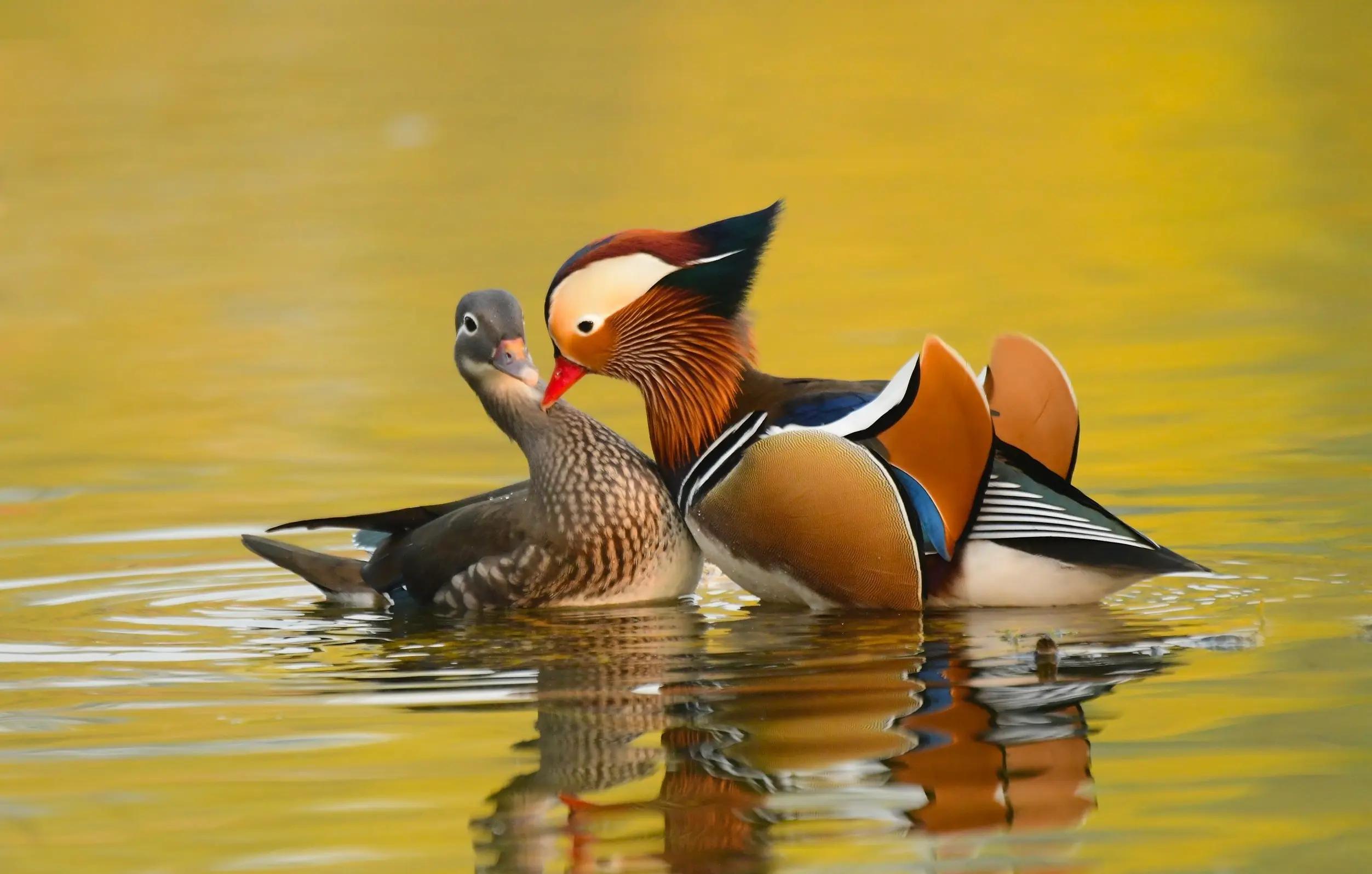 老婆称呼的来历的故事,老公老婆称谓的由来