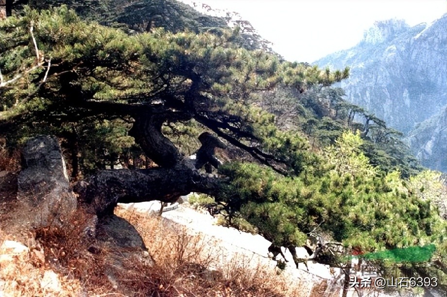 「战友美文」于天松：《泰山松》（诗）