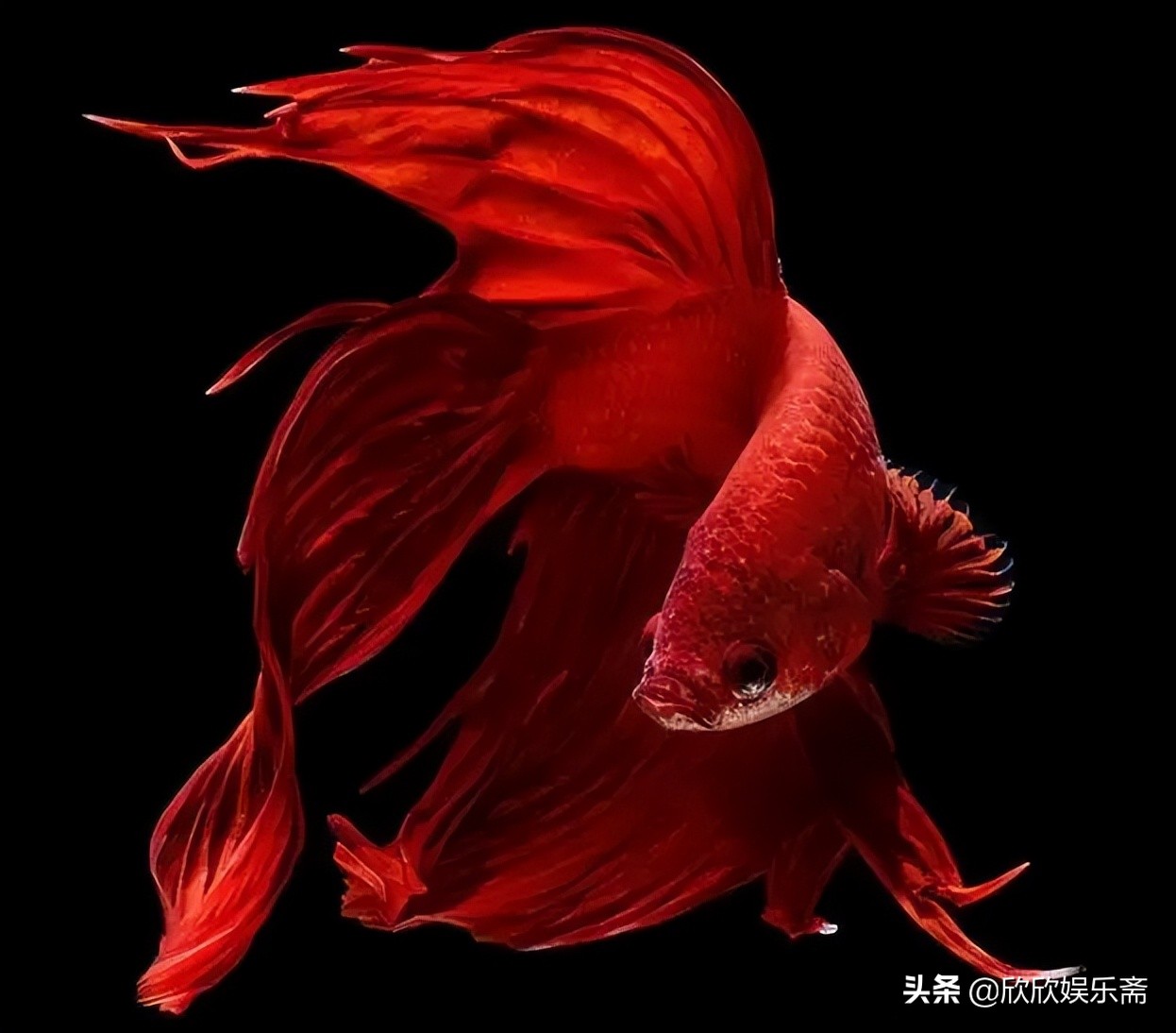 鱼缸硝化过滤细菌多久需要换,鱼缸加入硝化细菌要一直开过滤吗