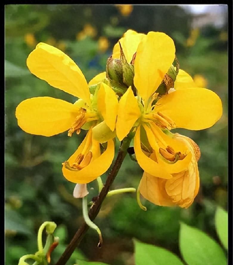 “蛇灭门”到底有多神奇？揭秘老人口中的杀蛇神器！