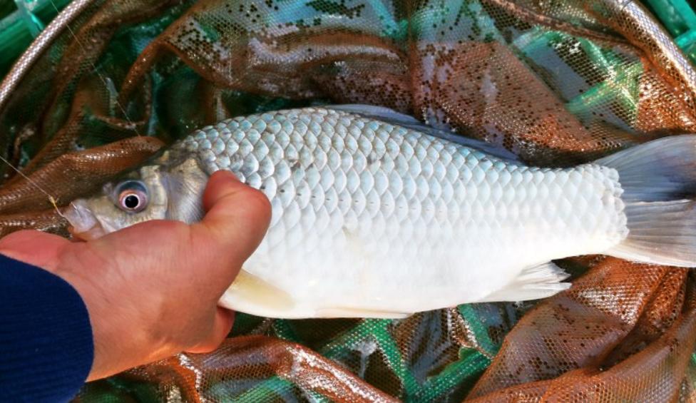 选鱼竿怎么选才好用又实惠,为千万钓友挑选好鱼竿