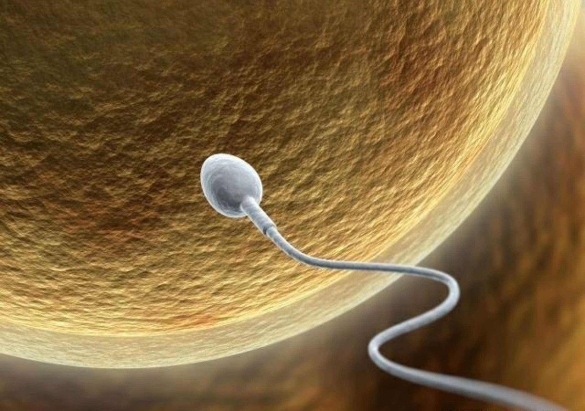 进入女性体内后，没成功“受精”的精子都去了哪里？既好笑又心疼