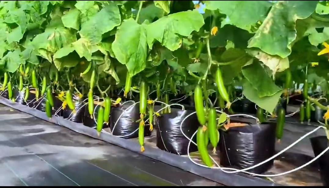 日本夫妇种植有机蔬菜,日本乡村两夫妻种菜