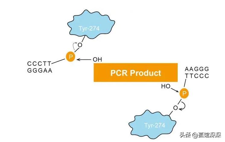 奇异性变形杆菌,奇异变形杆菌内源性感染