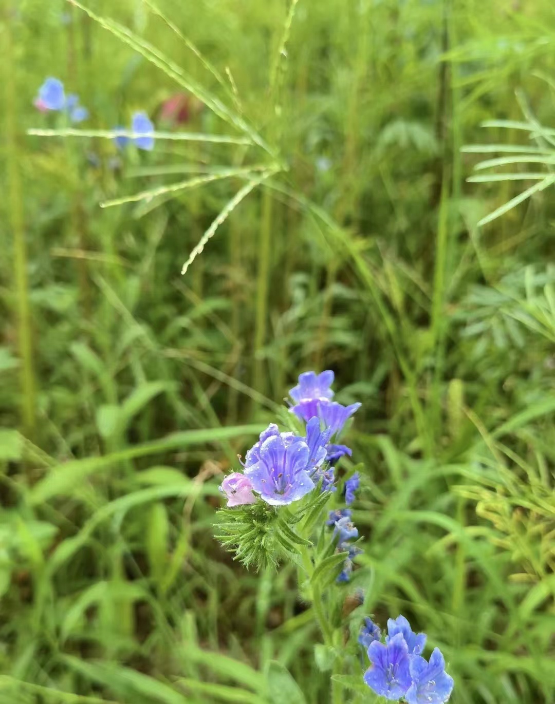 终于去了“中国本土版ClubMed”,乌村也太好玩了吧