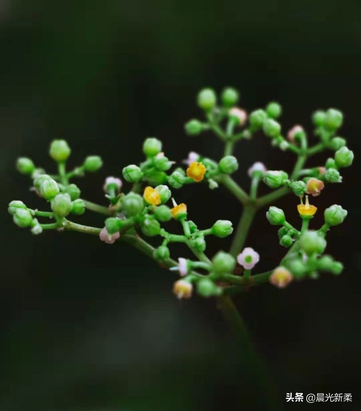 佳能70d入门配什么镜头,佳能70d入门用什么镜头