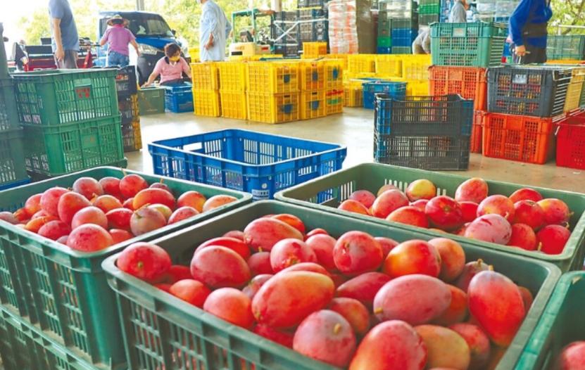 猪价持续上涨国家有什么措施,猪价大幅上涨可能性不大