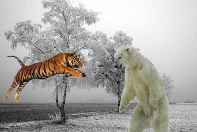 陆地上最厉害的食肉动物是北极熊,北极熊是陆地食肉最强的动物吗