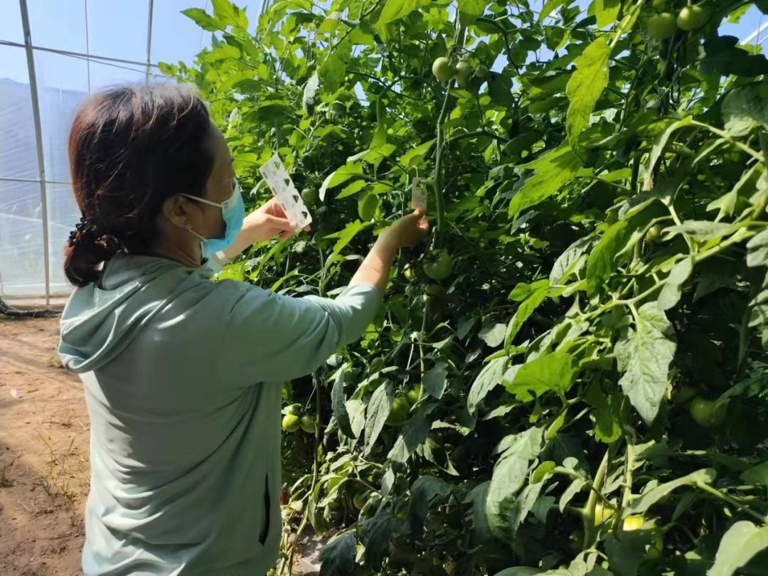 新建育苗工厂助力农业现代化,工厂化育苗基地建设