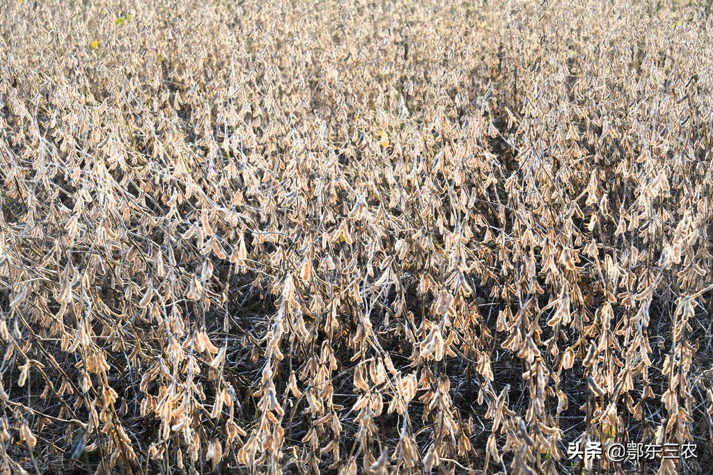 转基因大豆种子标准,转基因大豆有国家标准吗