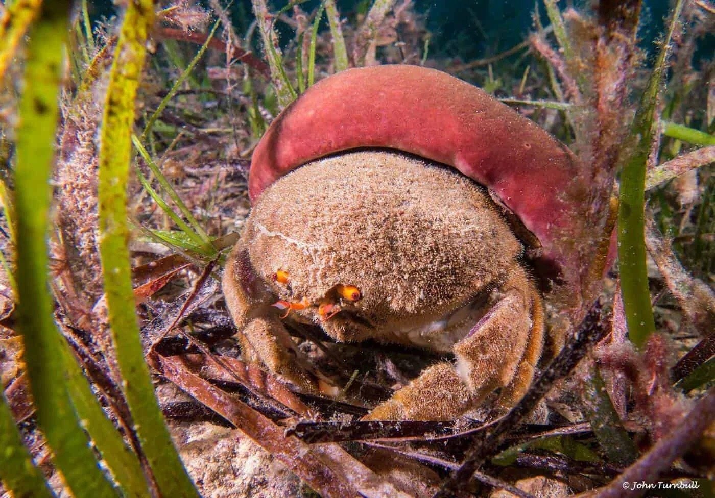 体型最大的乌龟有多大图片,背扁平的乌龟是什么龟