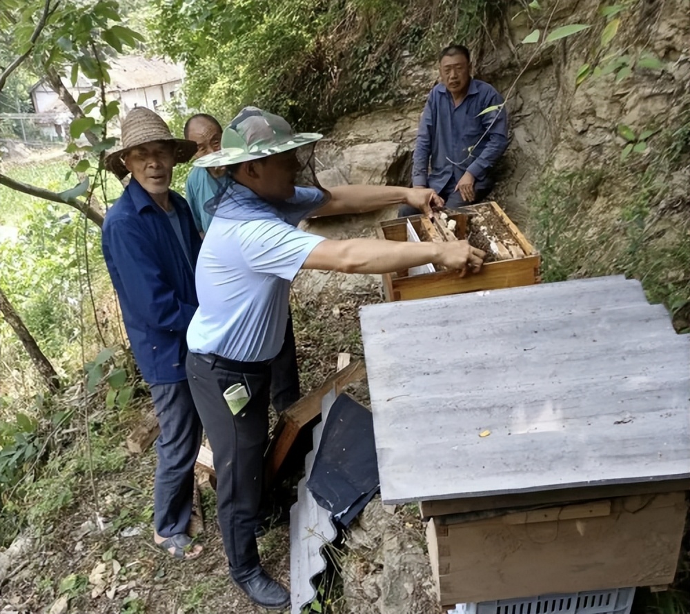 山阳县西照川镇“种瓜引蜂”让农家小庭院巧变“增收园”